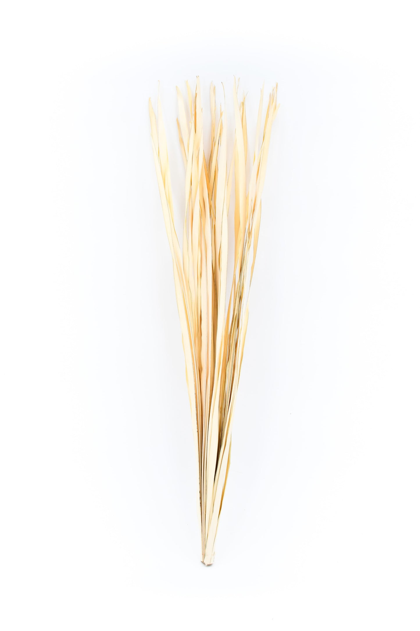 2er Set Rattanzweige für Bodenvasen – Natur-Deko aus 8 Zweigen pro Bündel